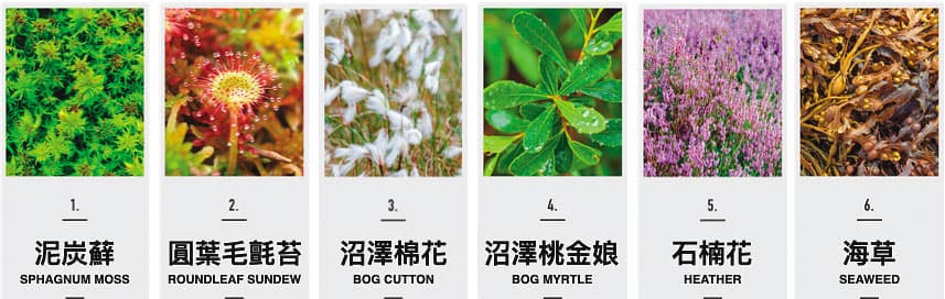 泥煤成分雖以石楠花為主,但其實還有海草、泥炭蘚、圓葉毛氈苔、沼澤棉花、沼澤桃金娘等植物。