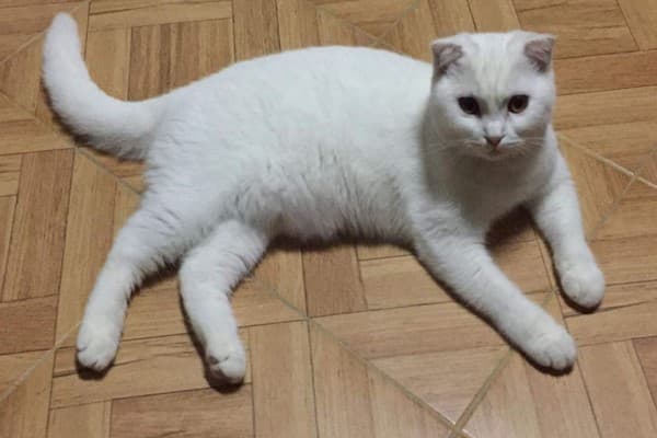 原本乾乾淨淨的白胖貓貓。(翻攝薩巴馬FB)