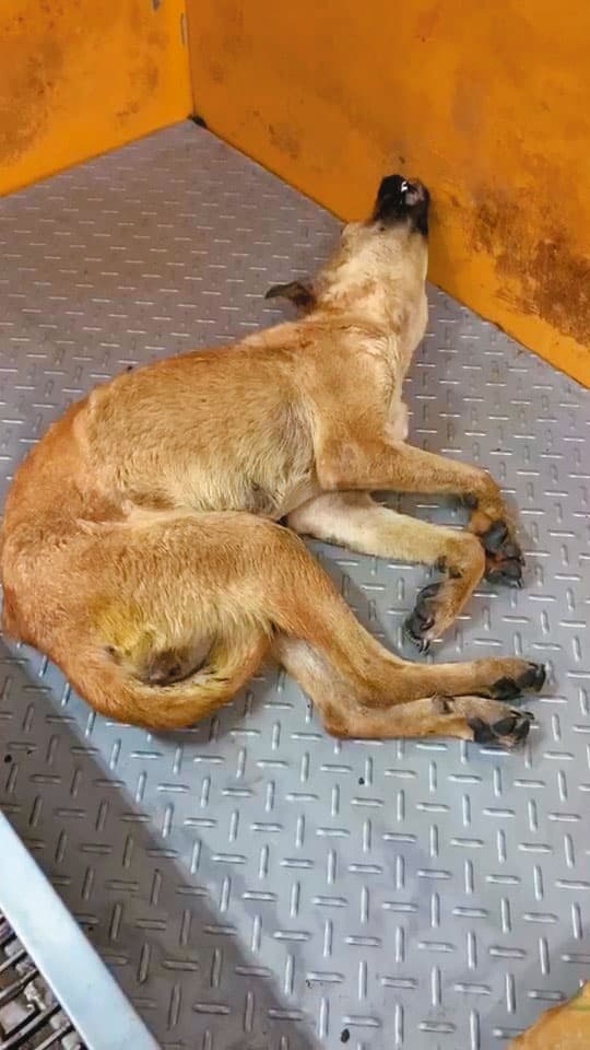 愛狗人士指控,被送到新竹縣動物收容所的傷病流浪狗沒有得到妥善治療,只能等死。(讀者提供)