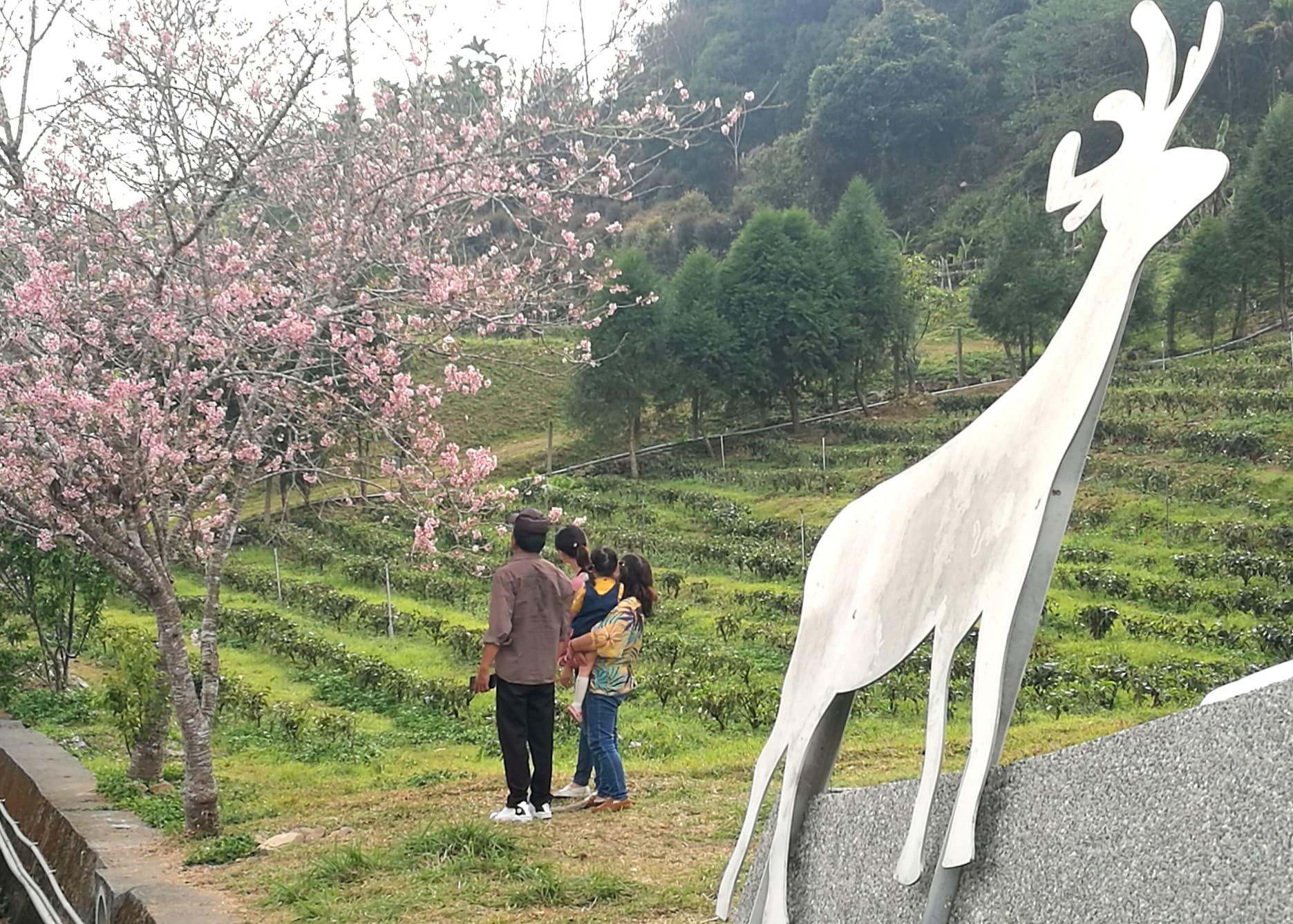 雖然本週末「香茶巷」櫻花已近尾聲,但恬靜小社區依舊迷人。