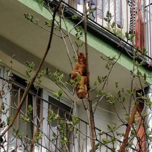 原來外型嚇人的「無頭生物」,是塊可頌麵包。(翻攝自KTOZ Krakowskie Towarzystwo Opieki nad Zwierzętami臉書)