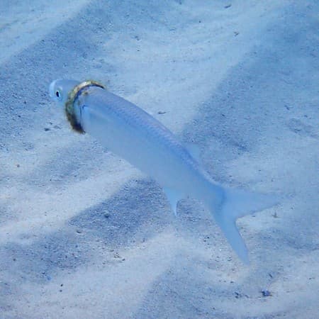 目前當地人正在想辦法找到這條鯔魚,並拯救牠。(翻攝自Norfolk Island Time臉書)