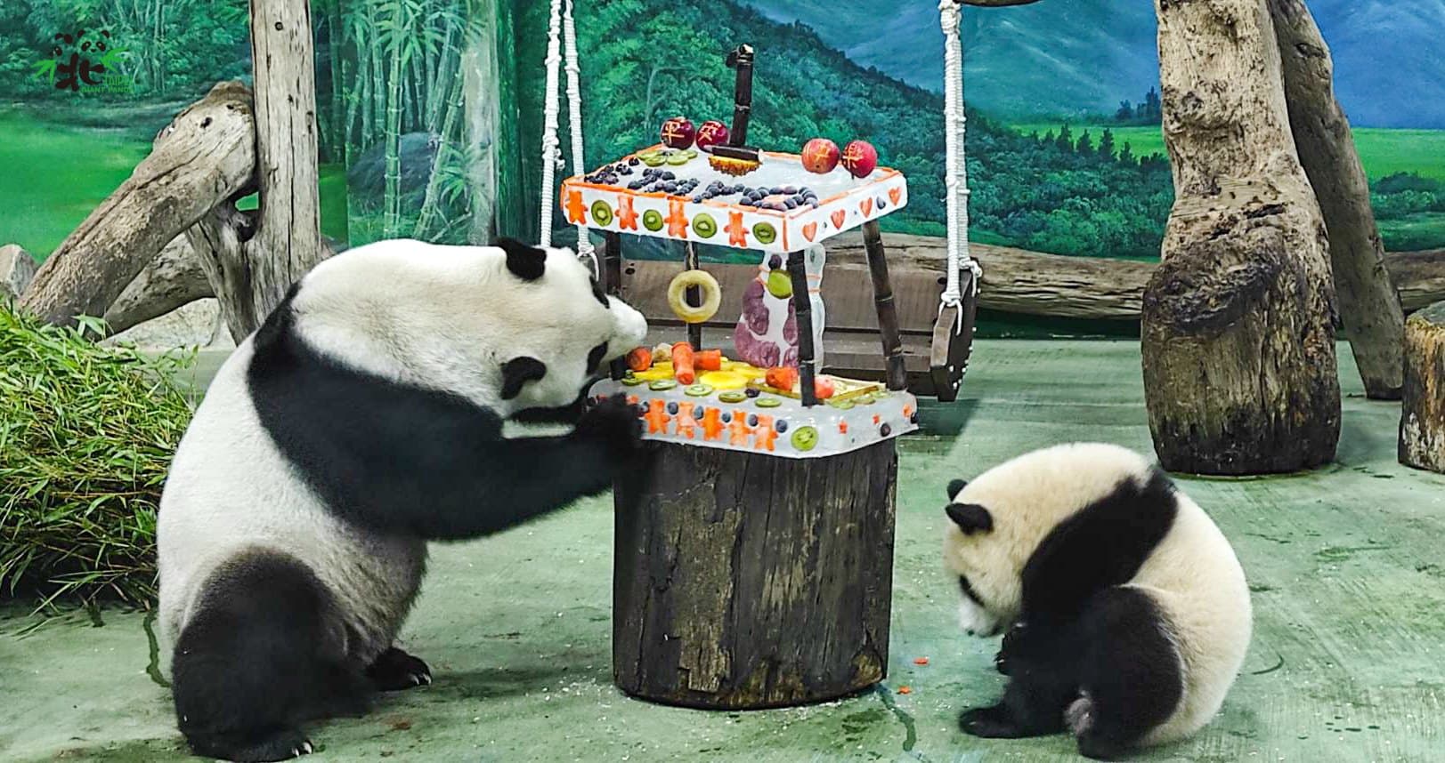 圓寶(右)過生日,媽媽「圓圓」也一起吃蛋糕。(台北市立動物園提供)