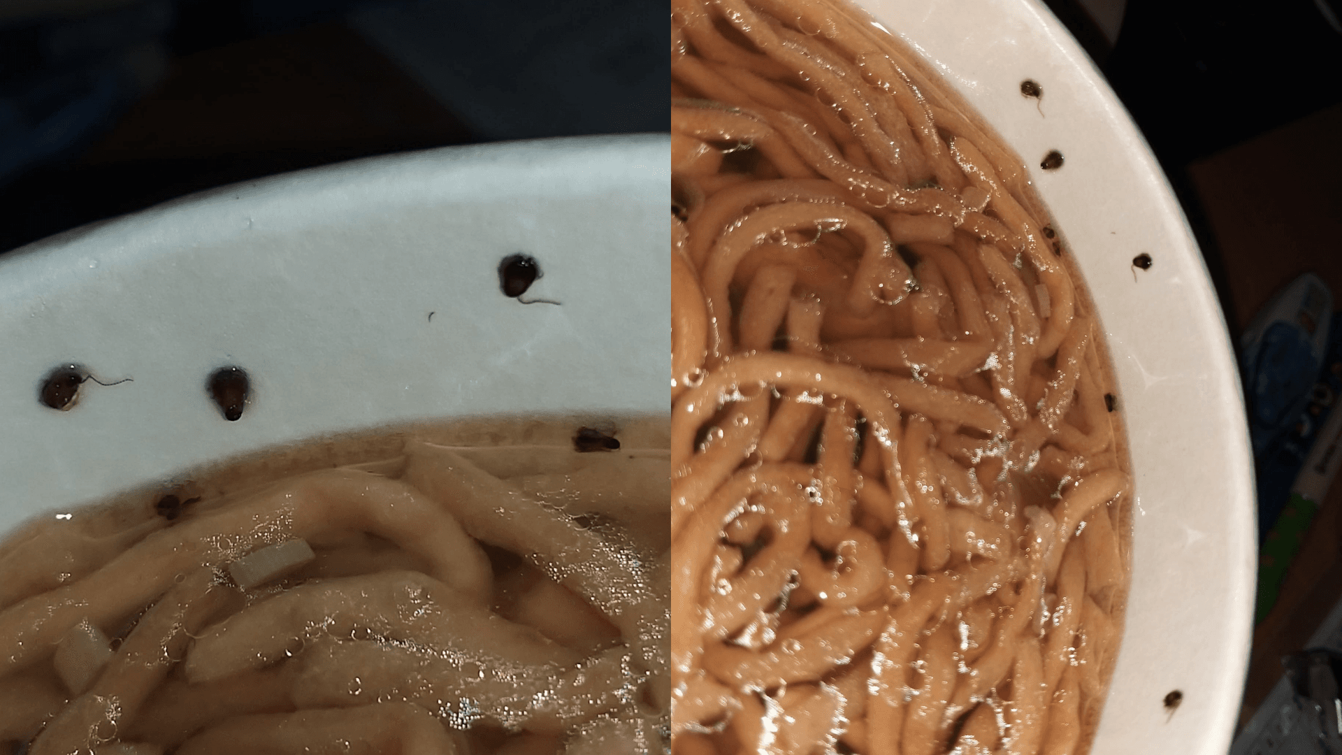 原PO發現黑胡椒長出觸鬚,近看才發現是蟑螂。(翻攝自臉書社團「爆料公社」)