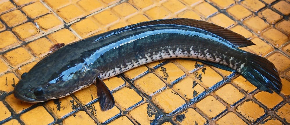生命力強大的泰國鱧魚,長年重創台灣本土生態。(翻攝維基百科)