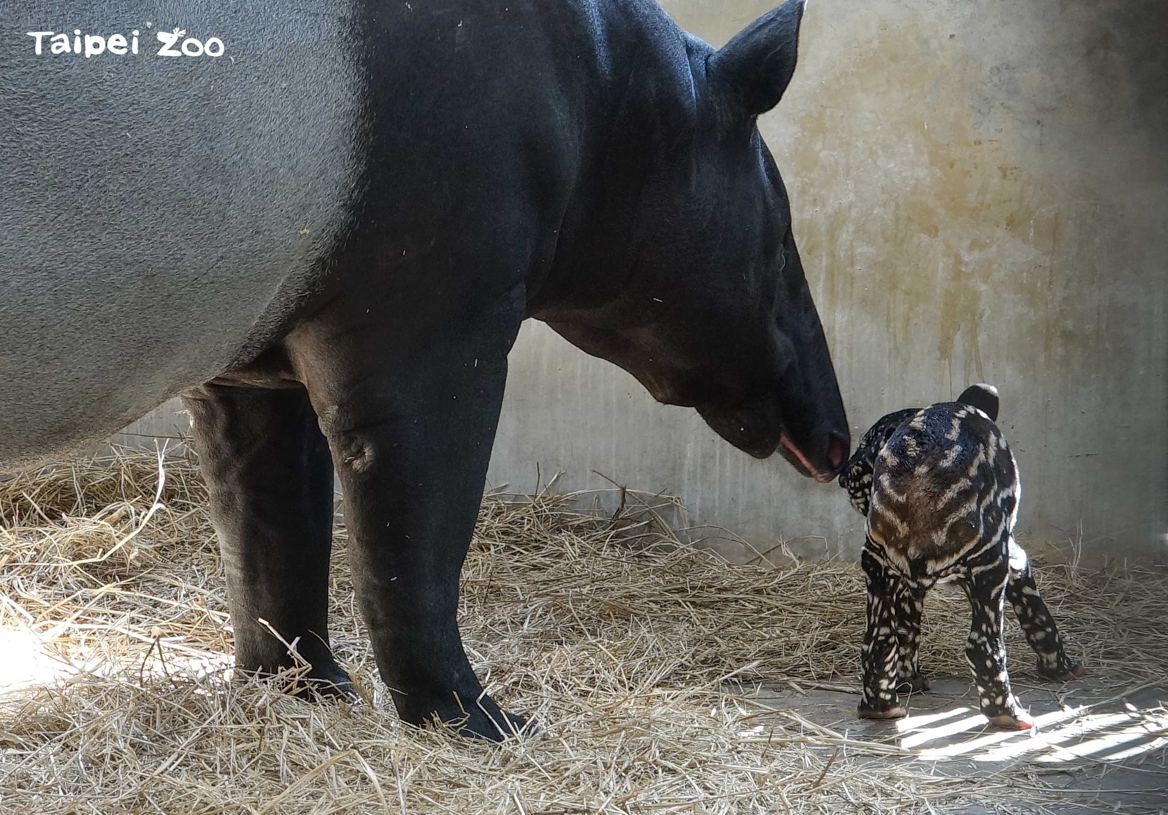 新手媽「貘莉」舐犢情深。(台北市立動物園提供)