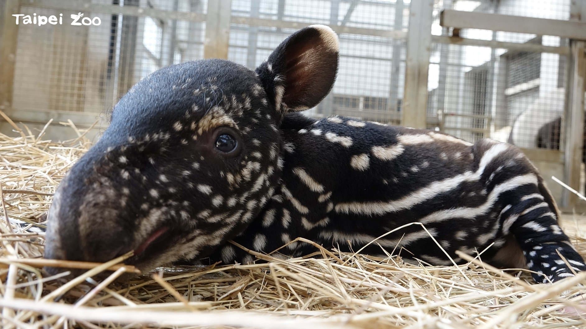 馬來貘寶寶出生的毛色像一顆小西瓜。(台北市立動物園提供)