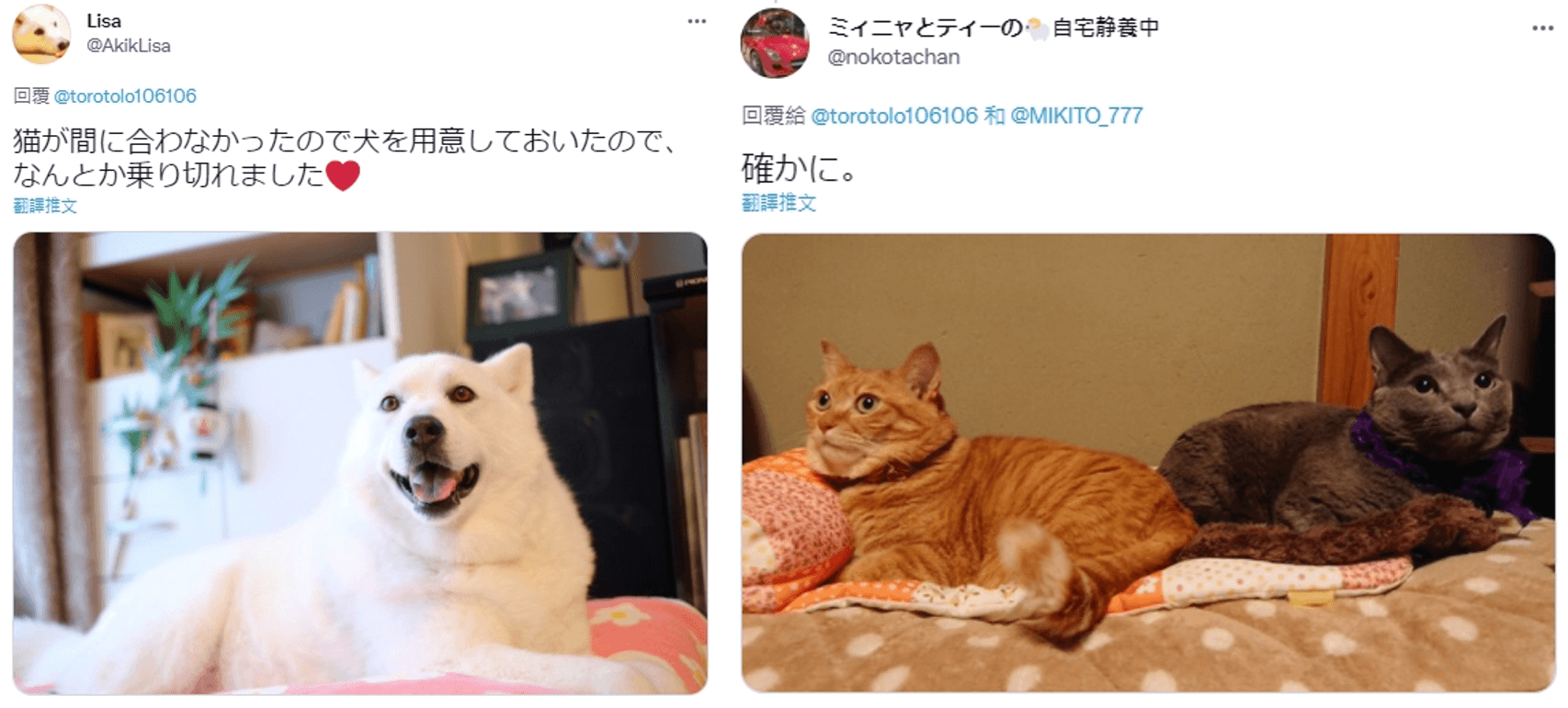 除了許多貓奴曬出自家貓咪的照片外,其他也有狗狗、鸚鵡等寵物的支持者,紛紛回應原PO所說的可愛療癒神力。(翻攝推特@AkikLisa/@torotolo106106)