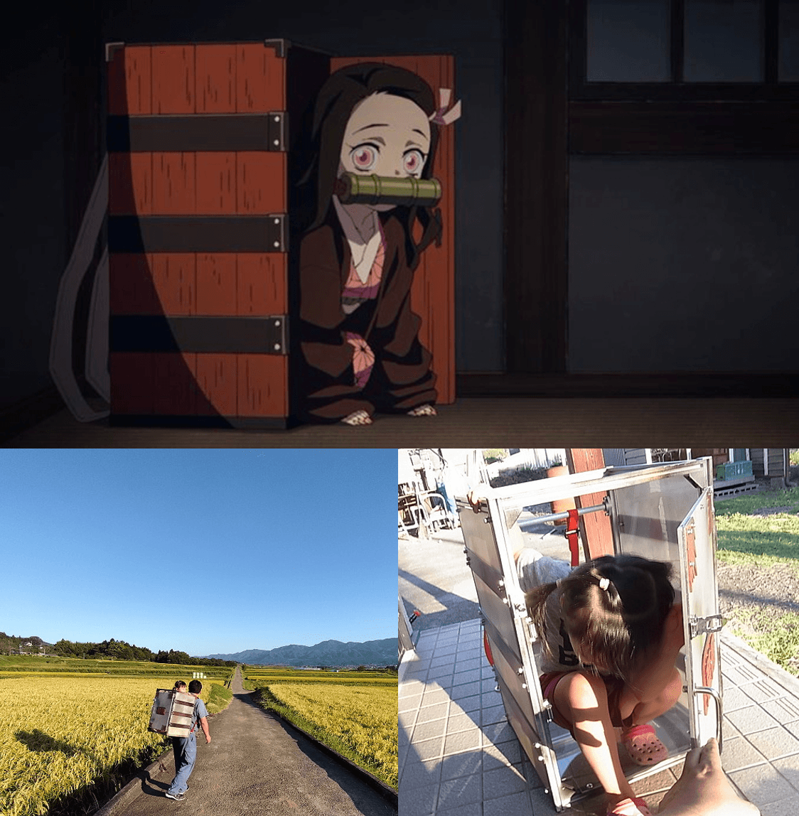 《鬼滅之刃》中將身體縮在特製箱內的小禰豆子有超高人氣,日本一位小女孩也坐進爸爸特製的箱子裡在鄉間散步,父親用心還原讓網友大讚感動。(圖片翻攝推特@asokara/@kimetsu_off)