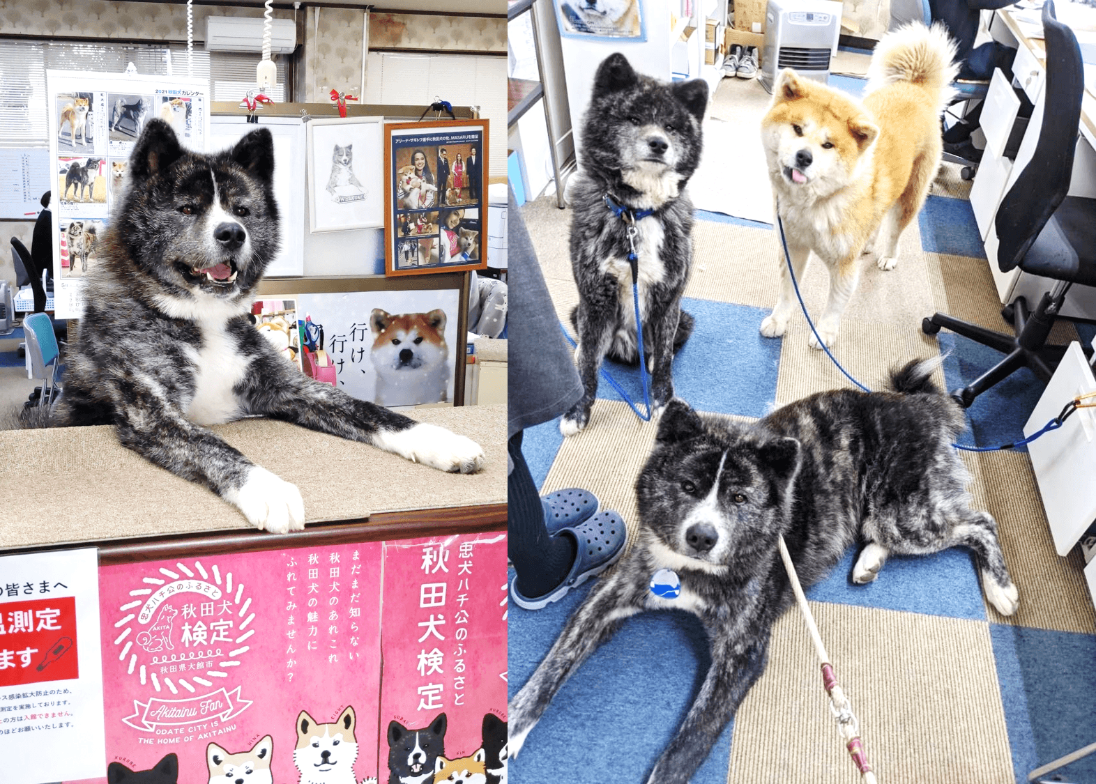 曾在網路上爆紅的看板犬SUBARU(圖左),最愛趴在櫃台上等待遊客,目前平日都會在館內,另外兩隻同事犬小銀與黑兵衛則是週一三五上班。(翻攝推特@akitainuho)