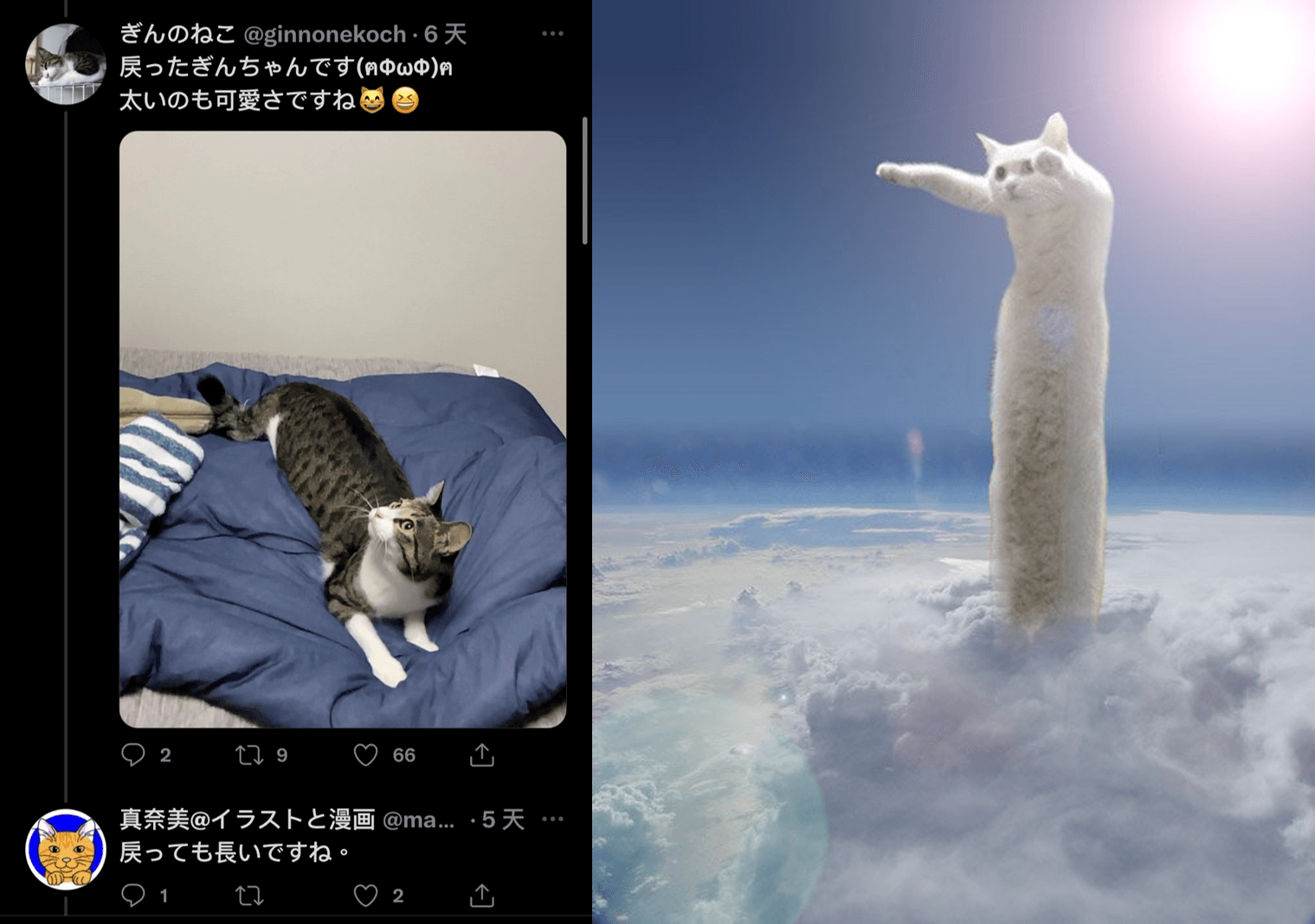 原PO於留言處有分享縮回來的小銀全身照,有網友覺得縮回來也是很長啊。還有人想到知名的貓咪迷因梗圖,身體被拉超長的白貓(右)。(圖片翻攝推特@ginnonekoch)