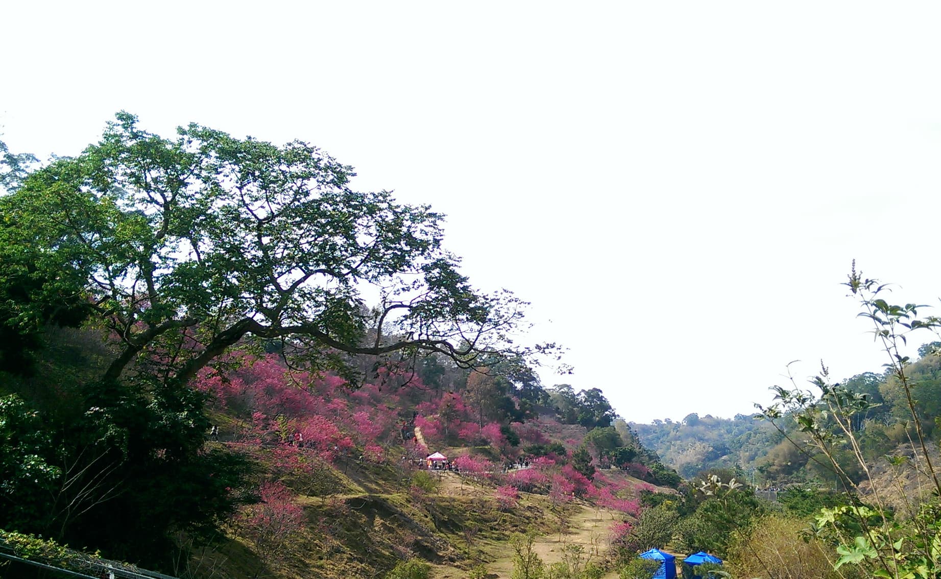 大坑山區是當地知名景點,深受許多遊客喜愛。(示意圖,翻攝維基百科)