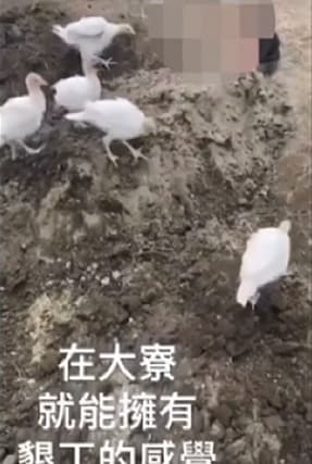 女子遭活埋後,許多雞隻在現場亂竄。(翻攝IG)