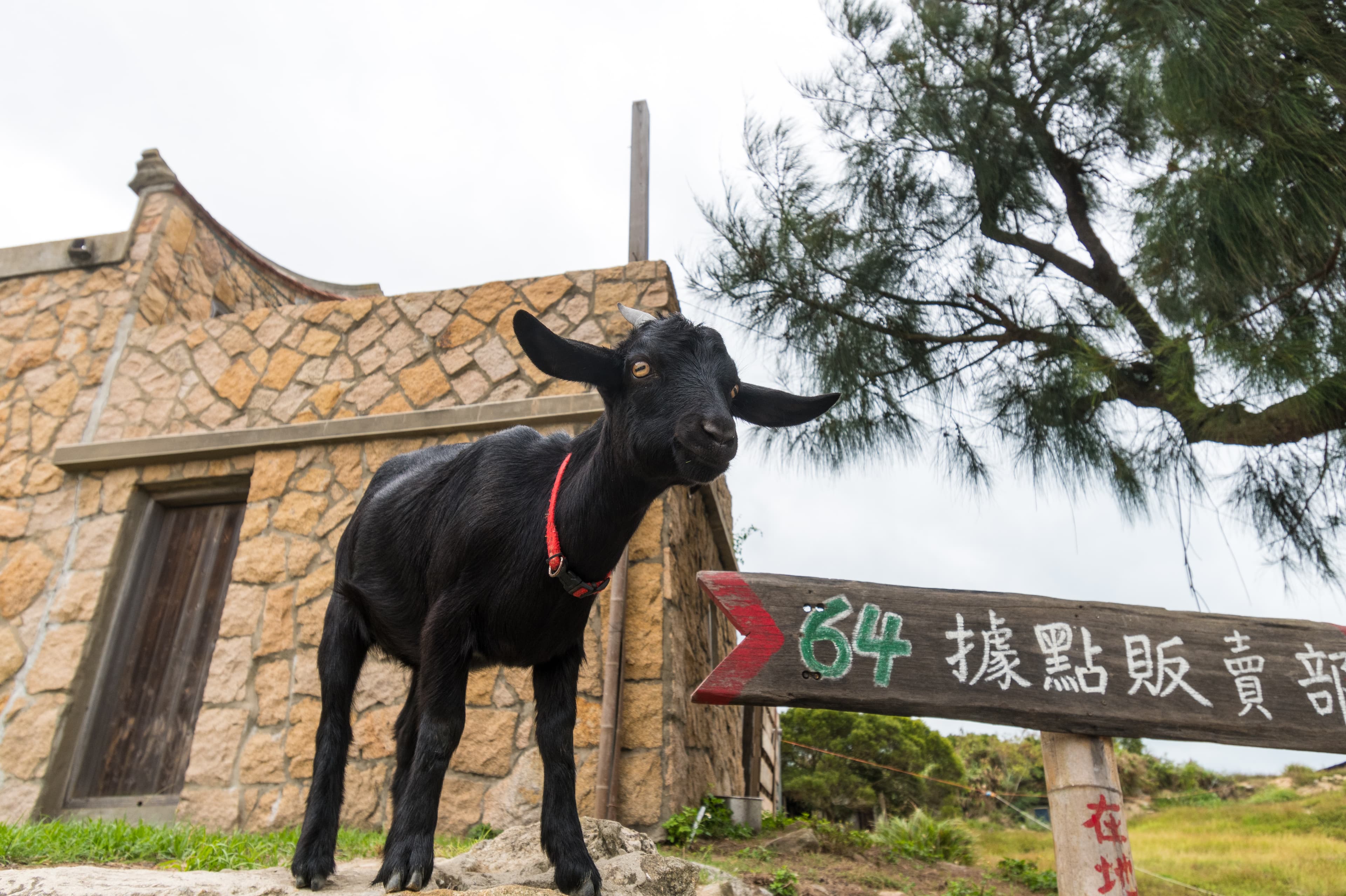 東莒島上有許多放養的山羊,有些是村民養的寵物。