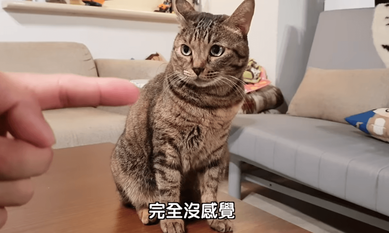 寶寶是上班不要看辦公室的團寵,人氣甚至比很多成員都高。(翻攝自上班不要看YouTube)