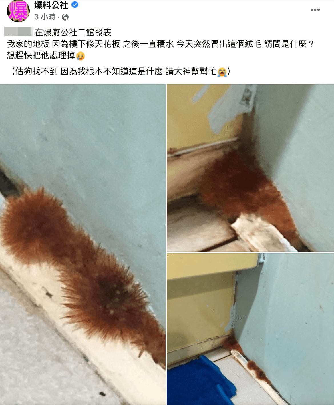 一名網友對於家中牆角長出不明絨毛感到著急,發文向網友求助。(翻攝自爆料公社臉書)