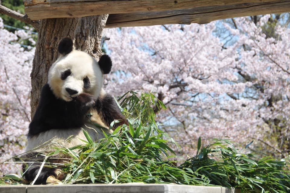 動物園裡被櫻花包圍的可愛熊貓。(神戶觀光局提供)