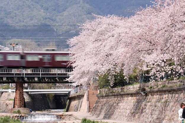 阪急電車路過「都賀川公園」的景色吸引許多追櫻者搶拍。(神戶觀光局提供)