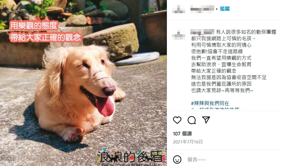 協會用受傷的長毛臘腸犬辣辣(圖)的照片宣傳,吸引不少善款。(讀者提供)
