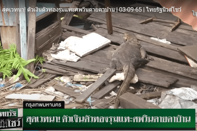 體型長達1公尺的澤巨蜥現身死者租屋處。(翻攝YouTube頻道Thairath Online)。