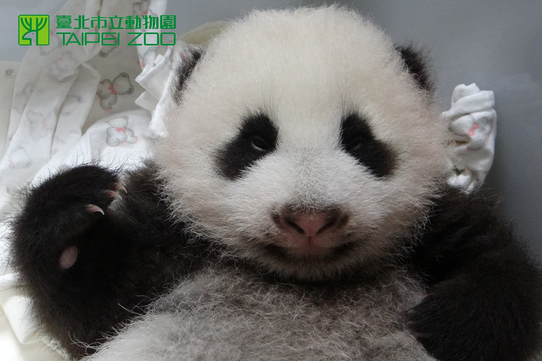 團團圓圓第一個寶寶「圓仔」在2013年出生。(翻攝自台北市立動物園)