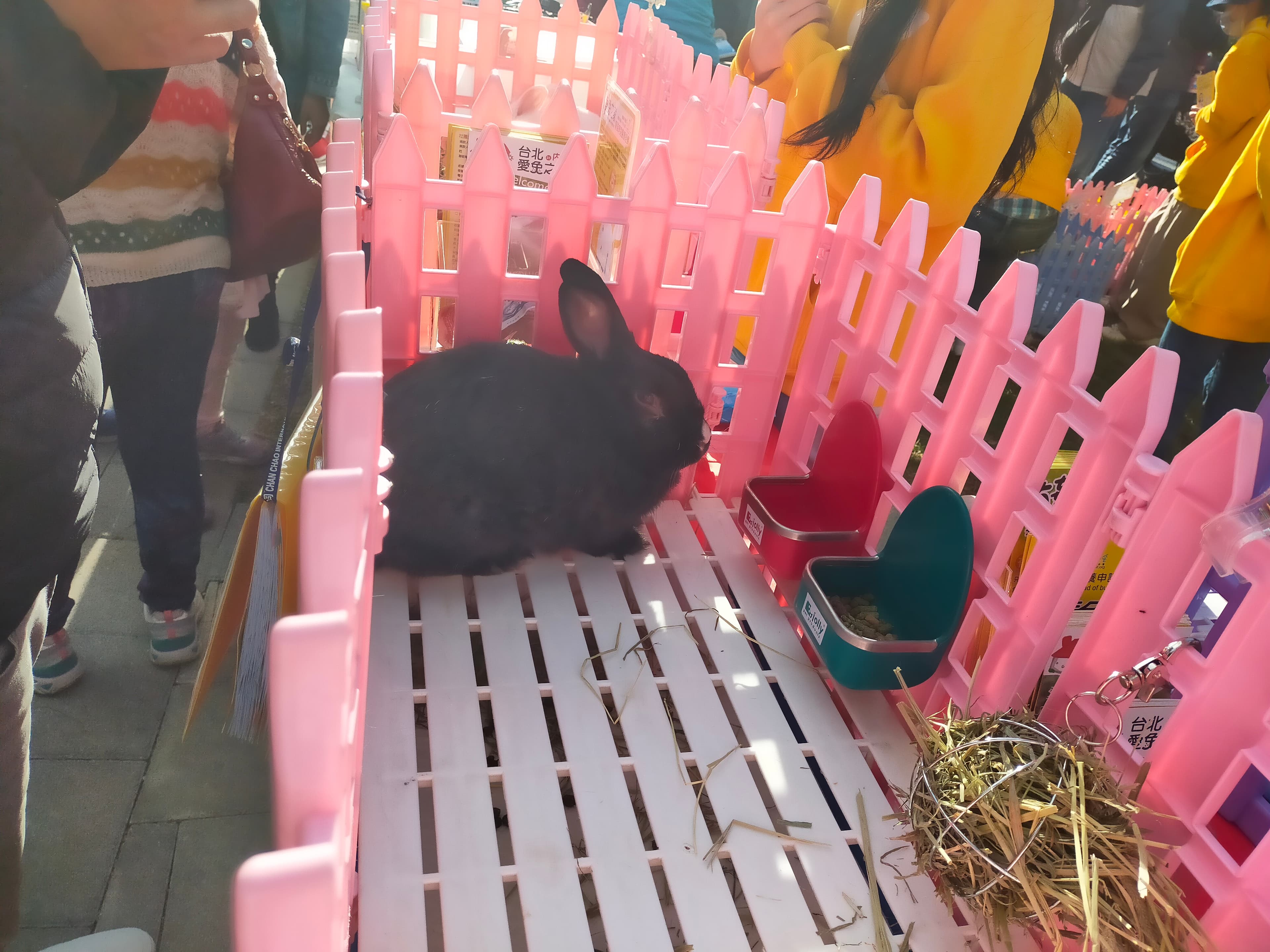 牧草是兔子的主食,飼養時要注意提供乾淨的飲水。(新北動保處提供)