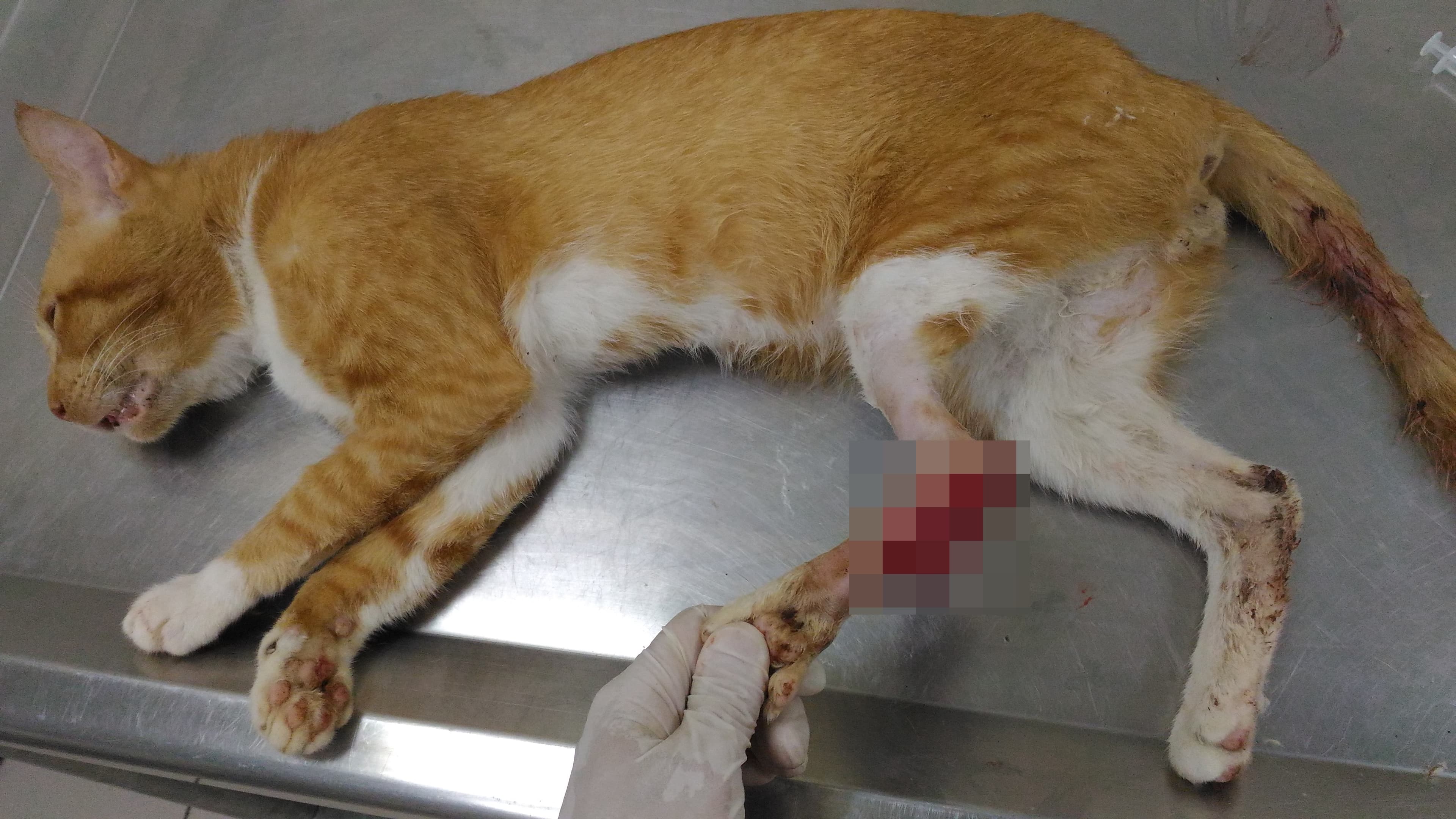 流浪貓「哈吉」,由於左後腳腳踝韌帶斷裂、腳跟外傷,後送至中和動物之家醫療收容。(新北動保處提供)