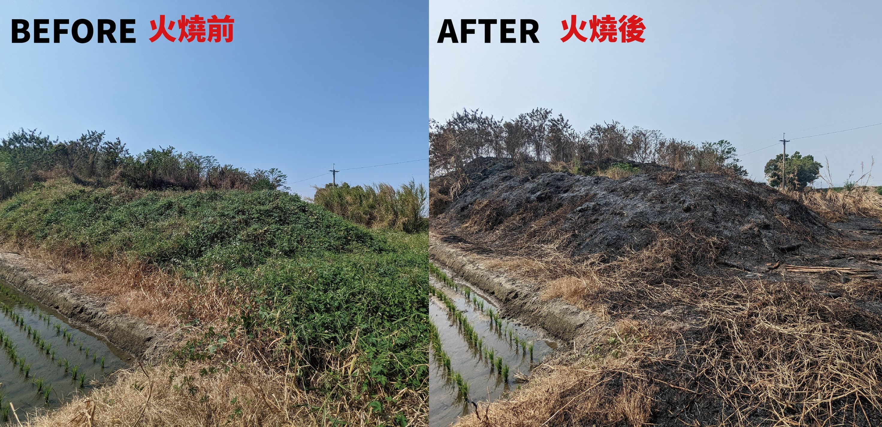 該起大火發生於2月27日下午,研判可能是農民燒雜草所導致。(翻攝自石虎保育大使 阿虎加油粉專)
