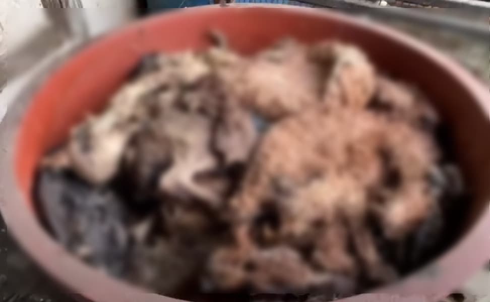 狗屍被堆置在水缸內,景象相當恐怖。(翻攝Youtube頻道「케어」)