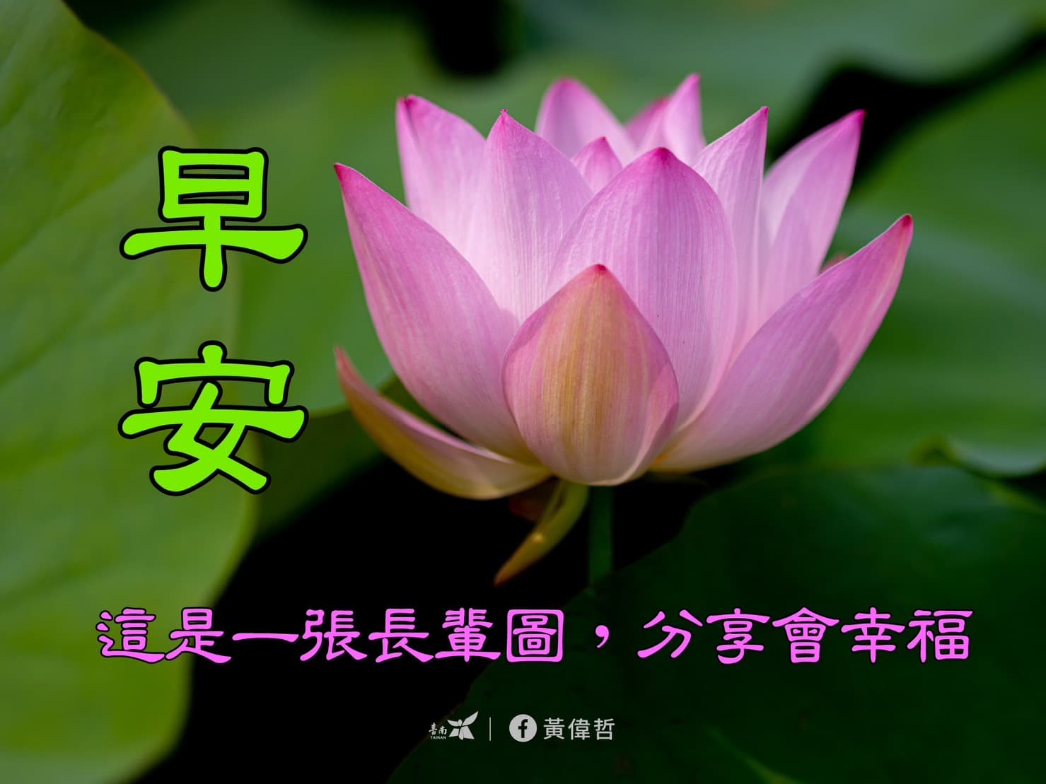 台南市長黃偉哲在臉書貼上一系列白河蓮花的早安長輩圖,另類宣傳5月開幕的「白河蓮花季」,引發網友討論。(翻攝臉書)