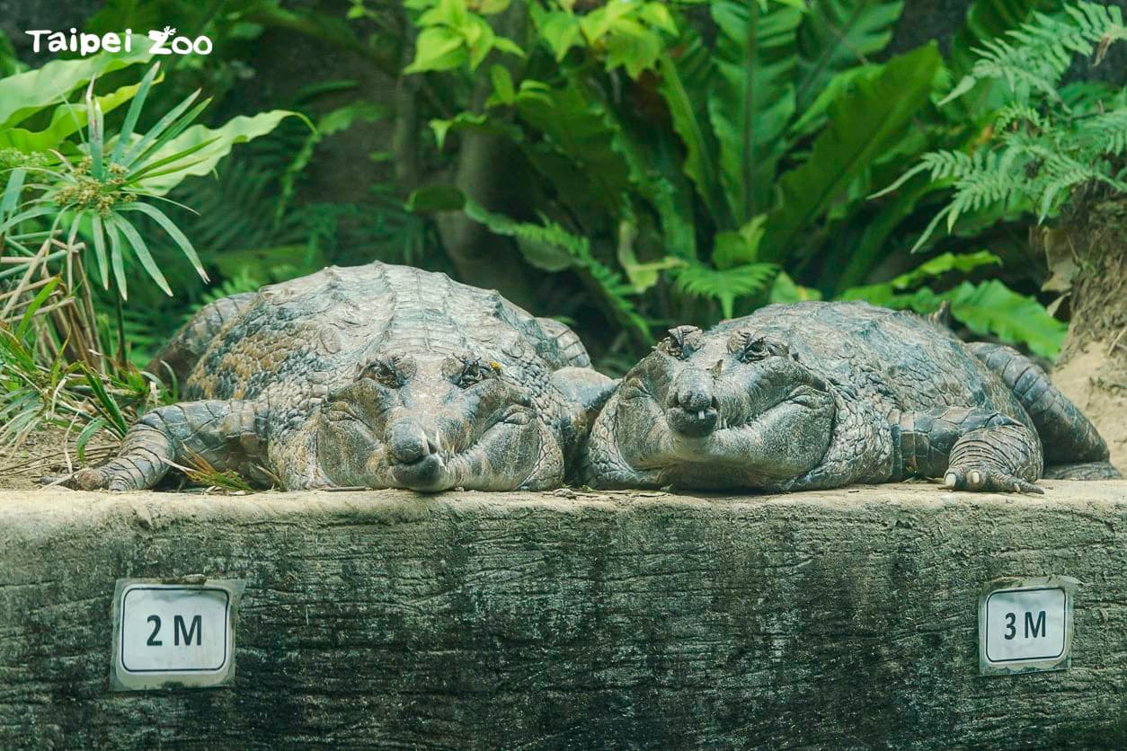 馬來長吻鱷:難得有這10天的假期,日光浴曬好曬滿囉!(北市動物園提供)