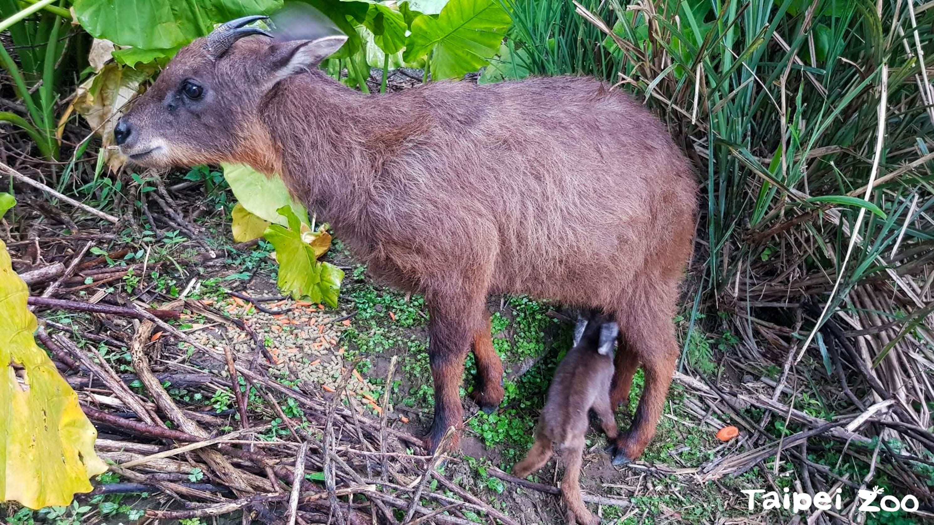 山羊寶寶薇寶喝奶中。(台北市立動物園提供)