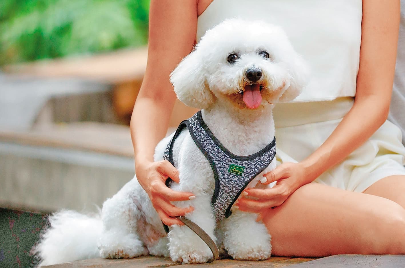 比熊犬比比今年13歲,是被繁殖場丟棄的狗狗,蔡逸帆看到收容所的領養文,便直接領養回家。