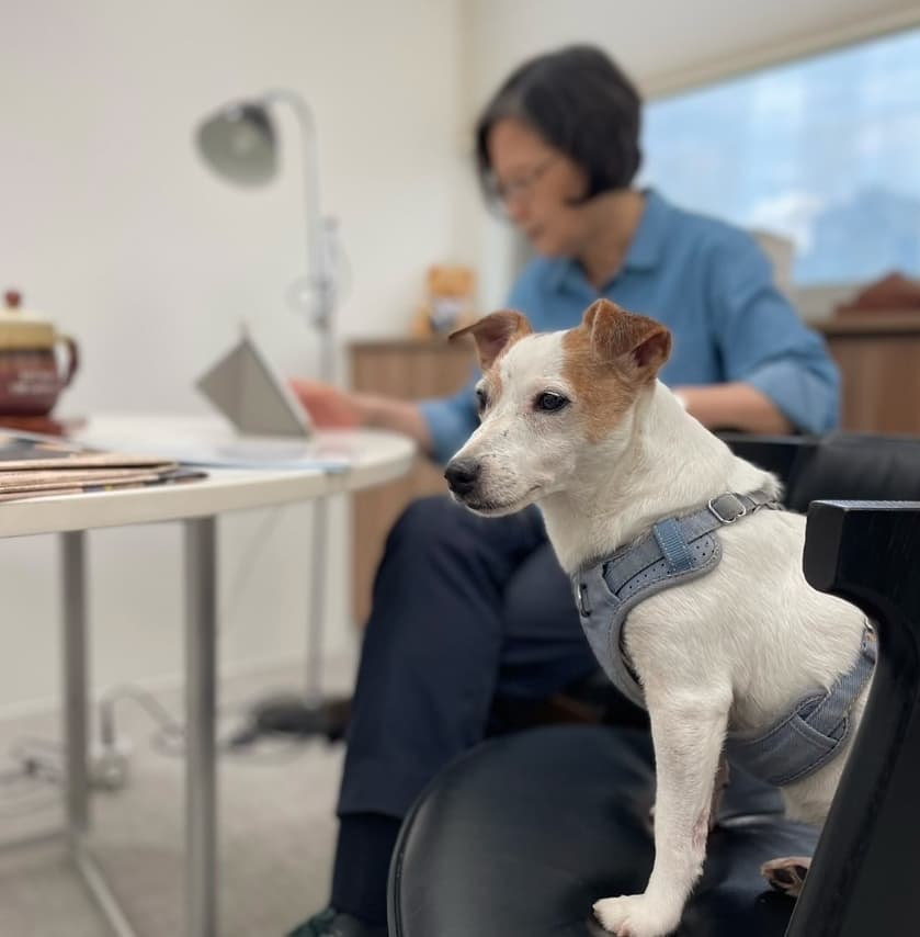 蔡英文帶樂樂走訪卸任辦公室,低頭盯著平板,樂樂則乖巧地端坐在一旁陪伴。(翻攝自蔡英文臉書)