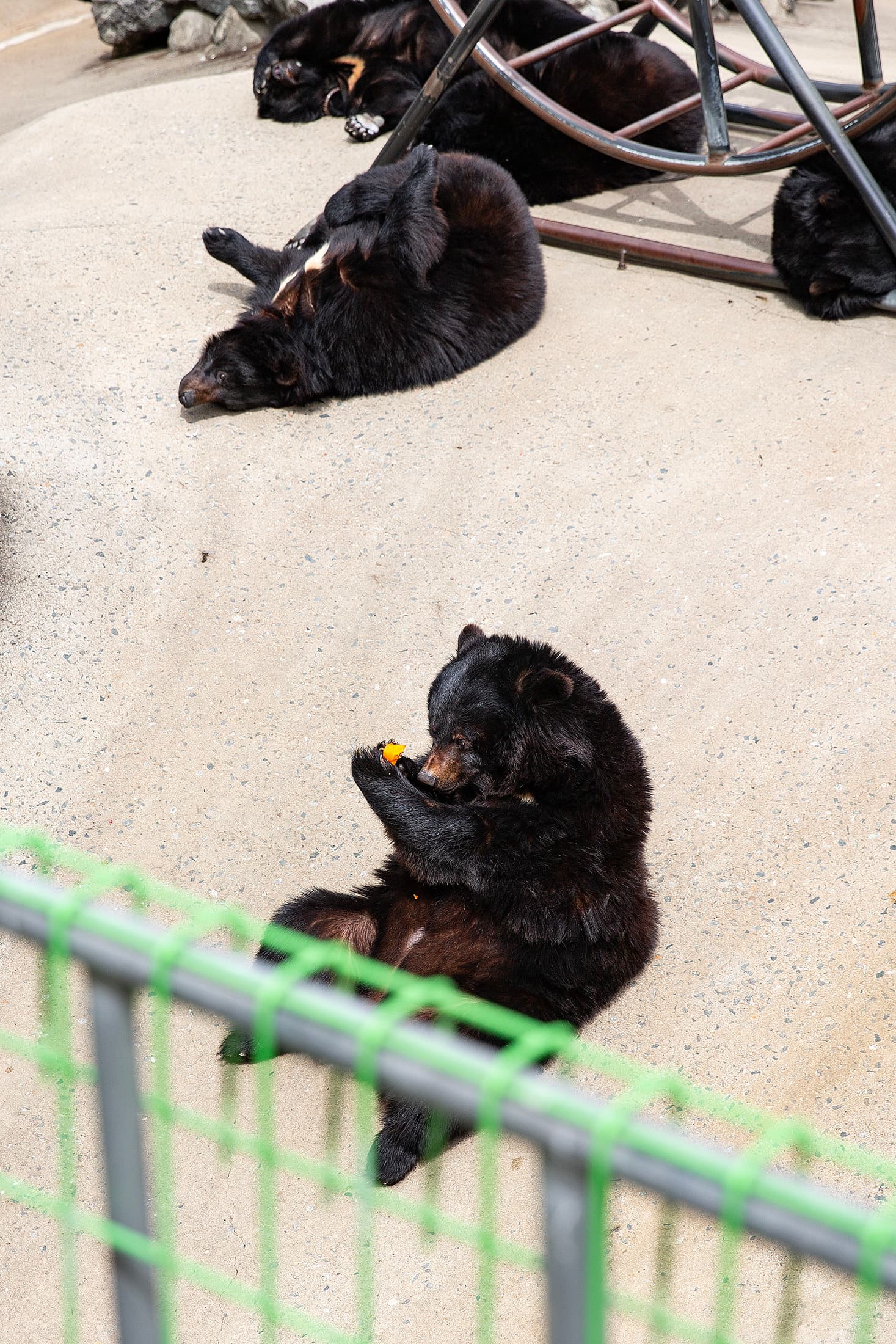 園區內飼養半月熊、梅花鹿與孔雀,是親子旅遊的人氣景點。