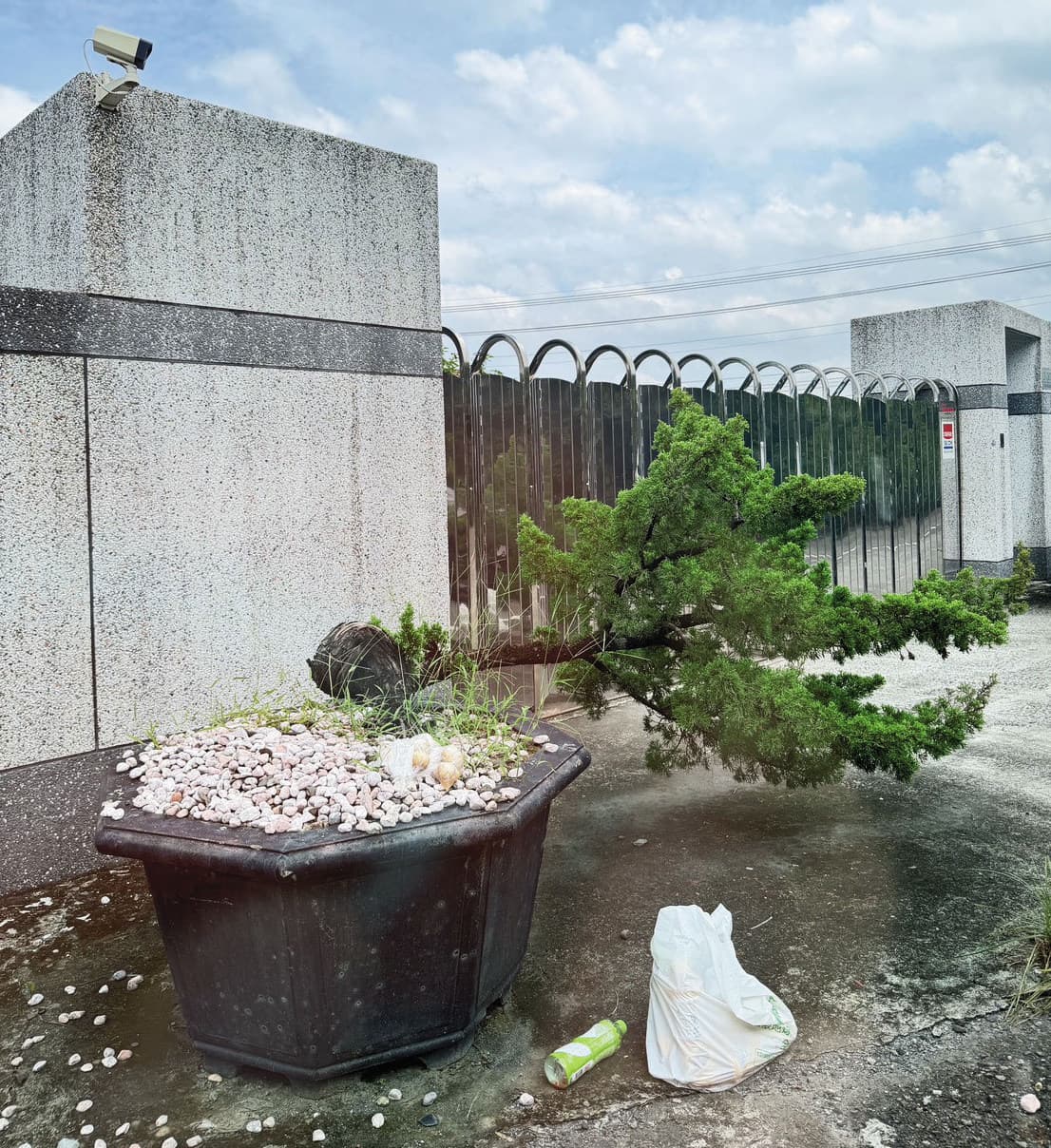 京沅公司經營狀況不佳,連門口的羅漢松倒了,都沒維護扶正。(讀者提供)