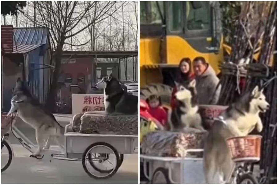 2隻調皮哈士奇將三輪車騎走。(翻攝自微博)