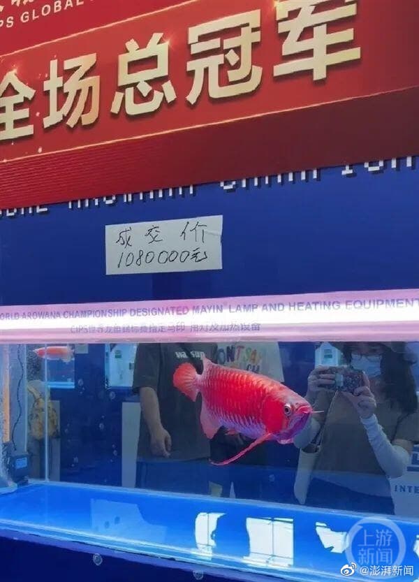 去年曾有一條龍魚被以新台幣467萬元的金額標價。(翻攝自微博)