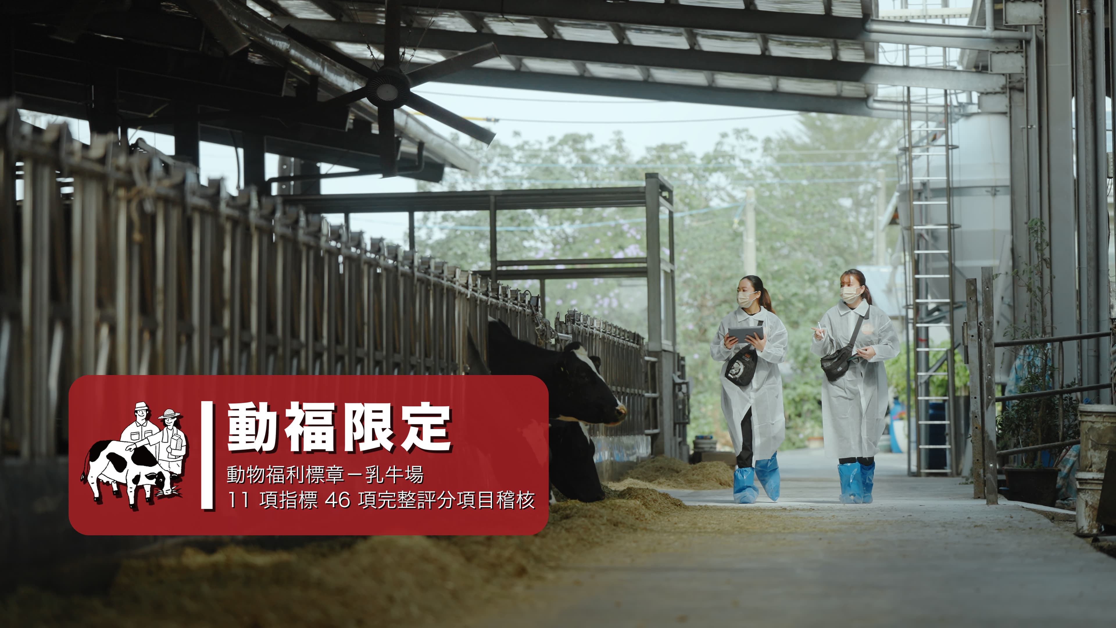 開元食品取得台灣審核乳牛飼養標準最嚴格的驗證標章「動物福利標章」的認證肯定,提升乳牛福祉。(開元食品提供)
