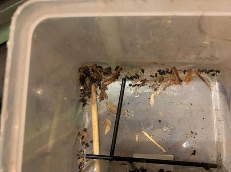 北市衛生局去年到滿月稽查時,在店內咖啡機下方盒子內發現老鼠屎。(台北市衛生局提供)