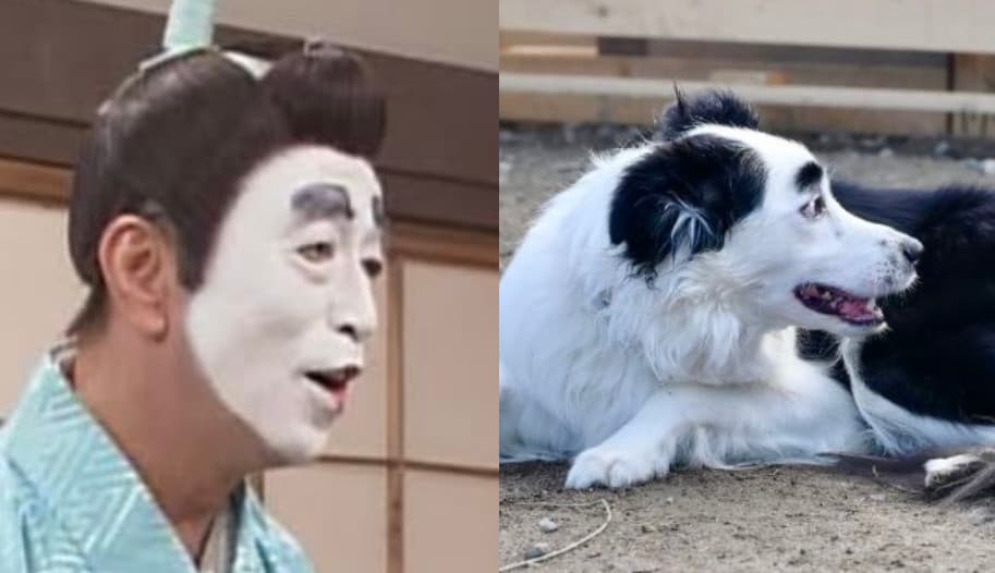 狗狗側臉神似志村健的經典造型「傻瓜殿下」,吸引600萬人朝聖。(翻攝X@nttcocomo)