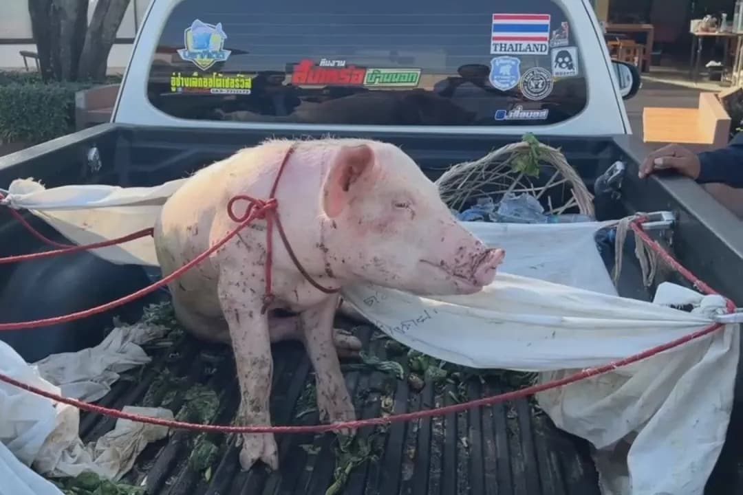 救難隊員們不忍牠的遭遇,決定將牠載上皮卡車後斗,長途跋涉1,600公里,護送牠到北方安全地帶尋找新家。(翻攝自thairath.co.th)