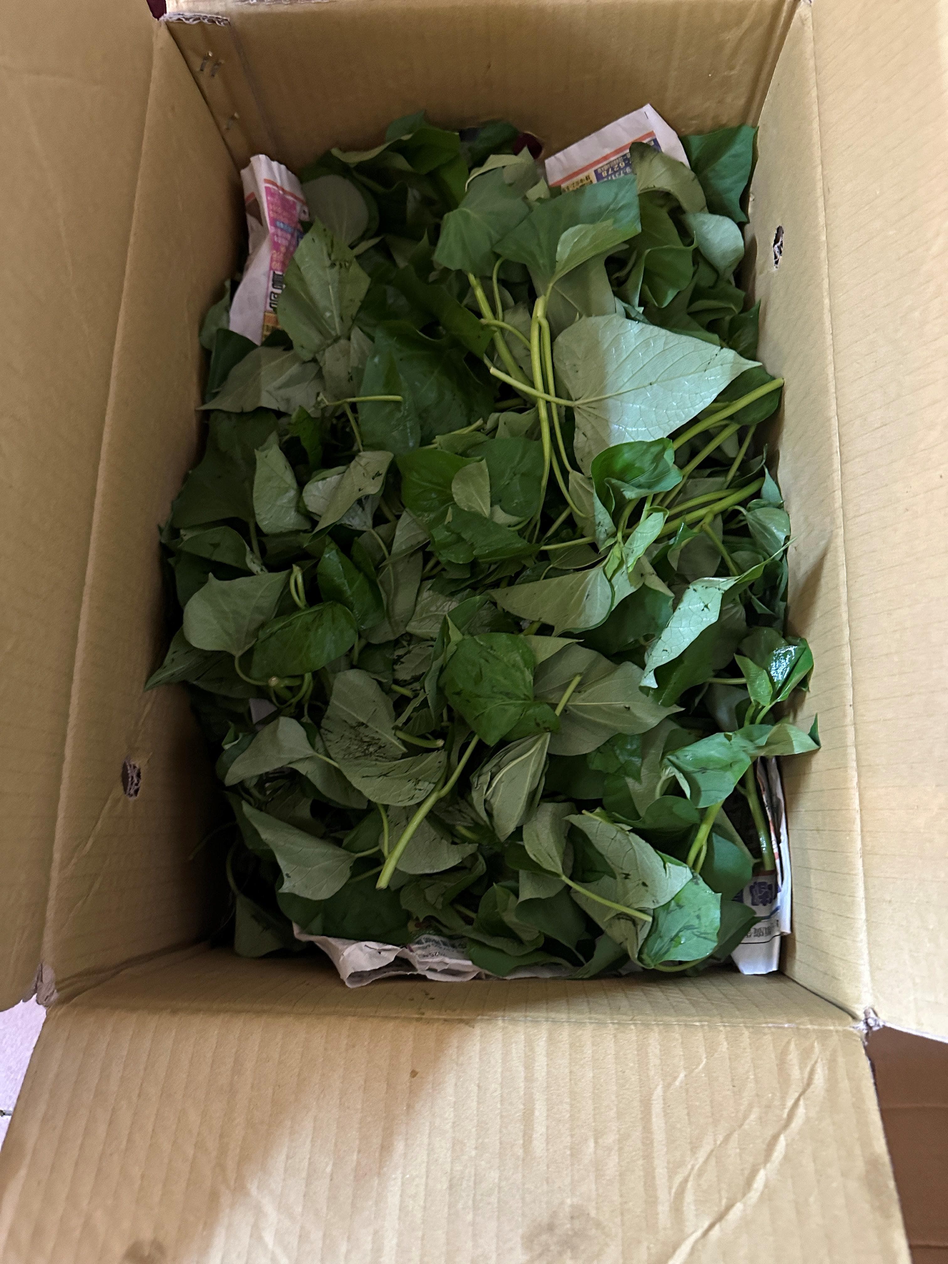 台北市衛生局今日公布10月生鮮蔬果抽驗結果,共6件產品不符規定。(台北市衛生局提供)