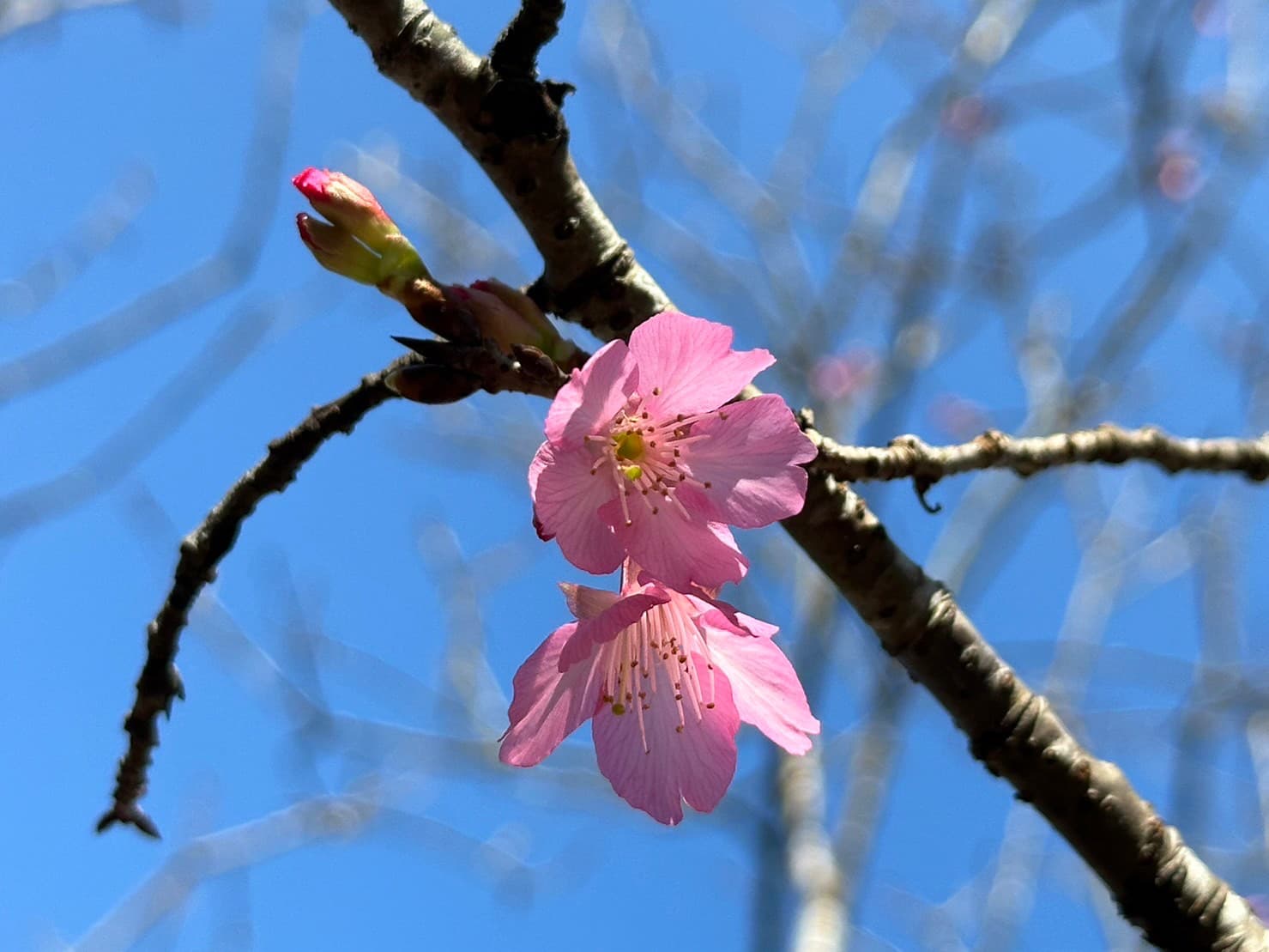 汐止區康誥坑溪兩岸,沿岸種植約200株山櫻,花色為濃桃紅色,花型呈吊鐘狀。(新北市景觀處提供)
