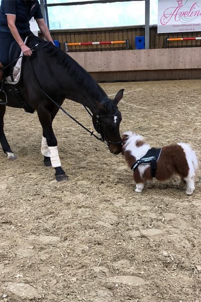 噗姆可平常跟其它馬匹生活在一起。(翻攝guinnessworldrecords.com)