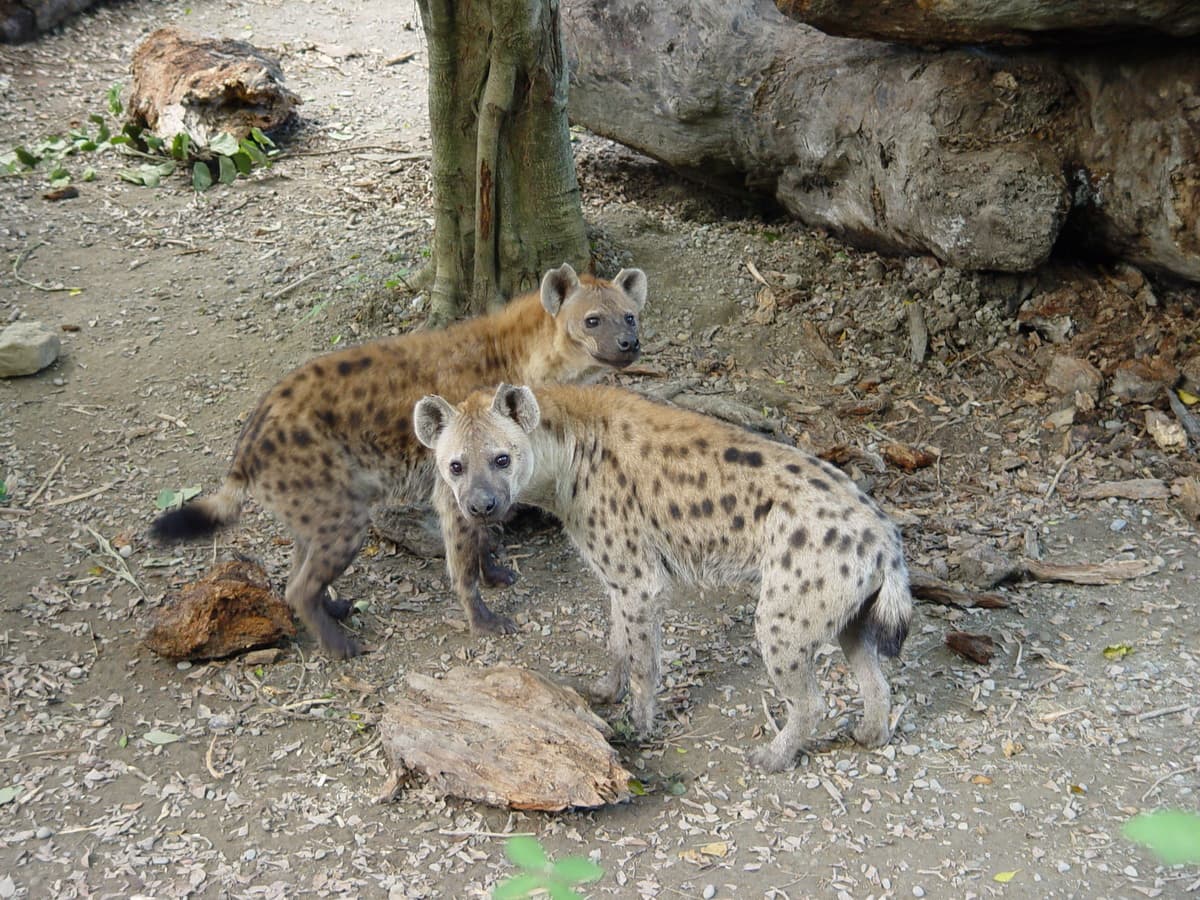 公鬣狗「小白」(後)及母鬣狗「小乖」(前)。(台北市立動物園提供)