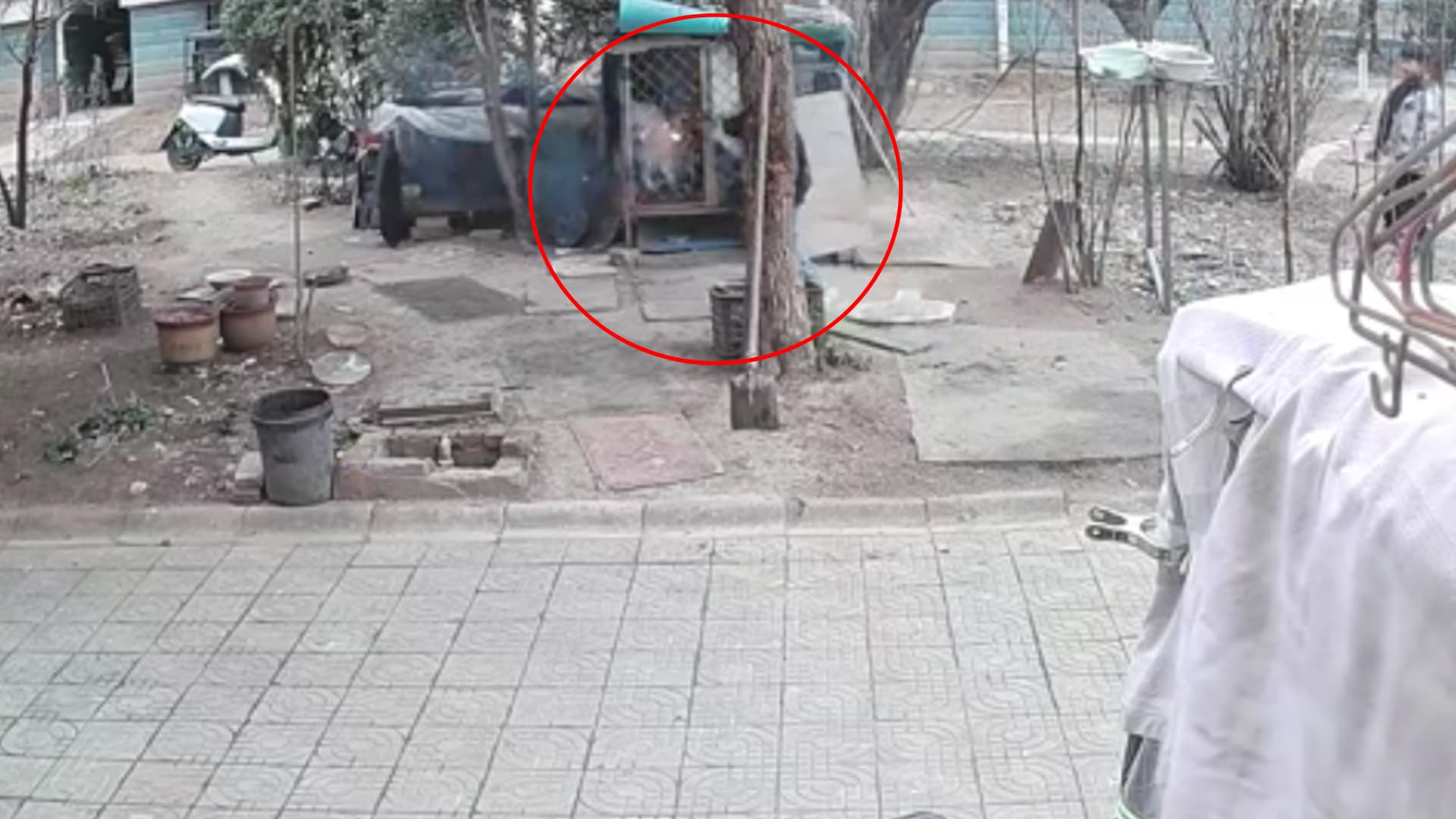 畫面可見,1名男童將煙火伸入狗籠內。(翻攝飼主微博)