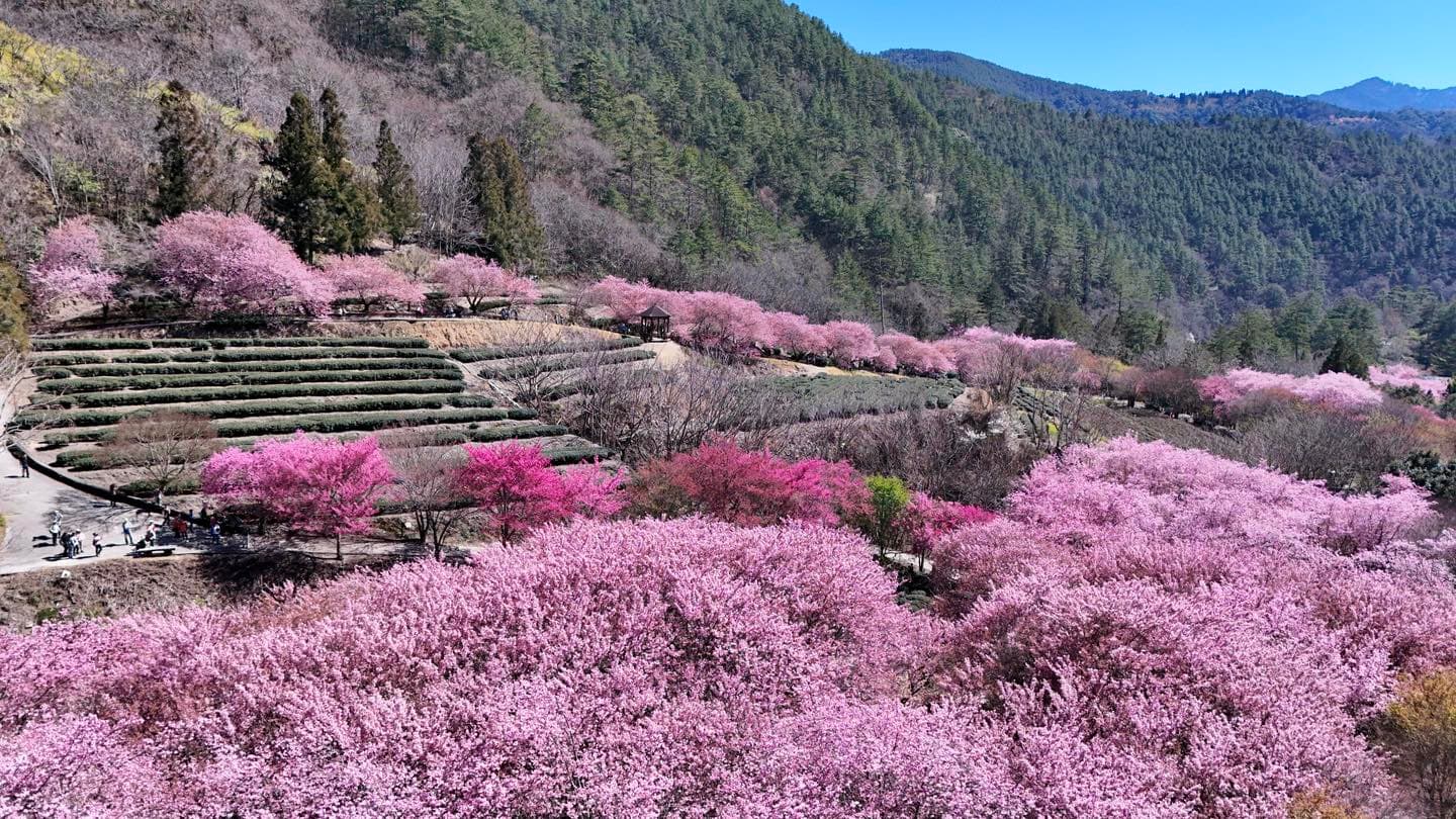 台中武陵農場正值櫻花季,園內櫻花和油菜花的花況都很不錯。(翻攝自武陵農場 Wuling Farm 臉書)