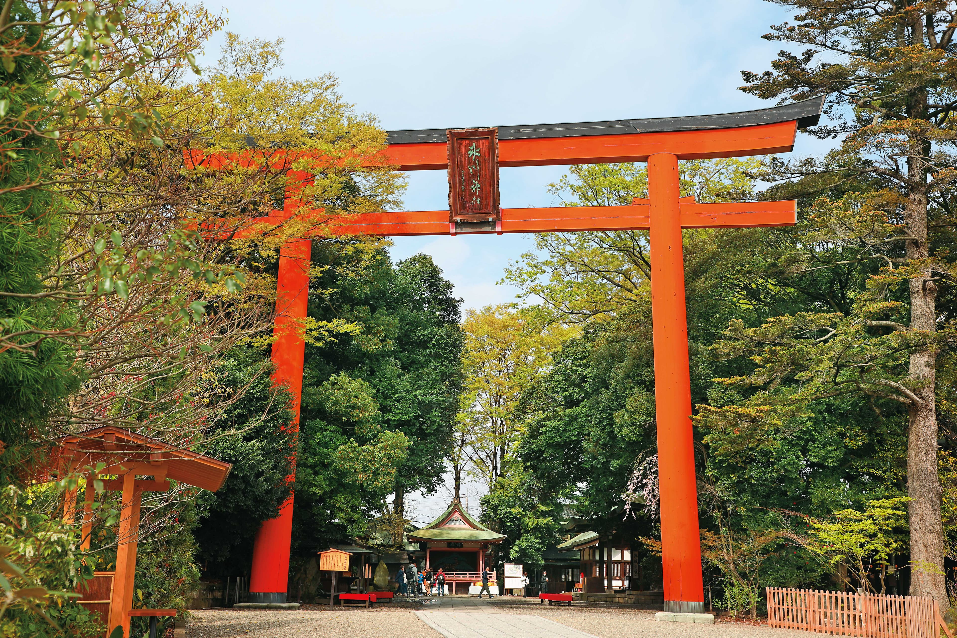 「冰川神社」的鳥居高達15公尺。