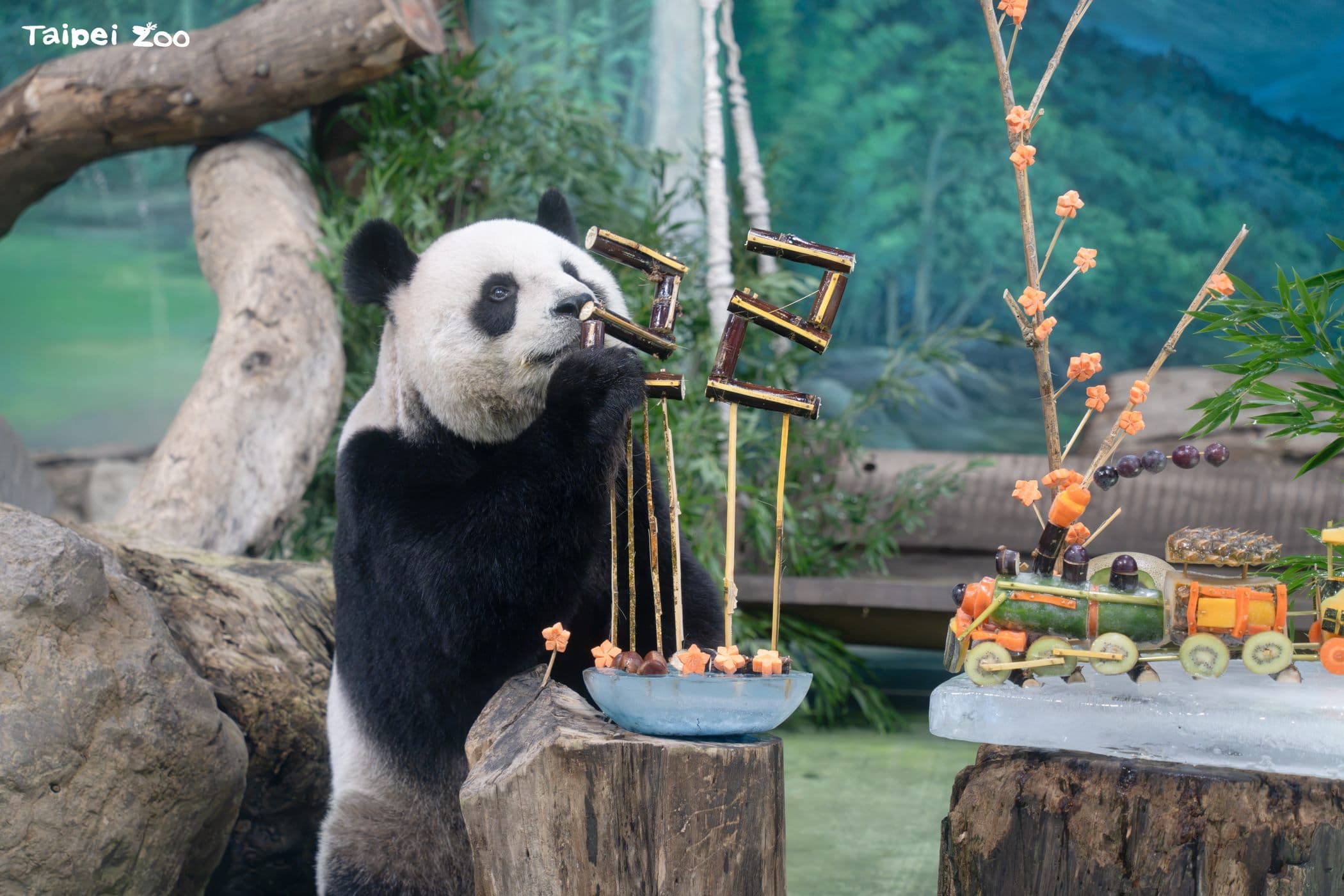 圓圓從甘蔗開始吃。(台北市立動物園提供)